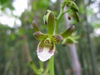 Eulophia leachii fl8-t.JPG